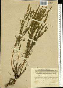 Artemisia campestris, Eastern Europe, Eastern region (E10) (Russia)