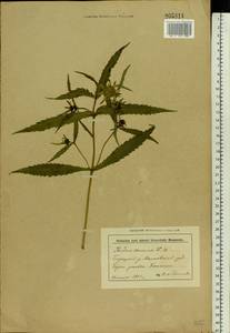 Bidens cernua L., Eastern Europe, Belarus (E3a) (Belarus)