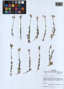 Cerastium arvense L., Siberia, Altai & Sayany Mountains (S2) (Russia)