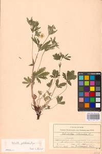 Potentilla thuringiaca Bernh. ex Link, Eastern Europe, Moscow region (E4a) (Russia)