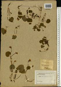 Viola palustris L., Eastern Europe, North-Western region (E2) (Russia)