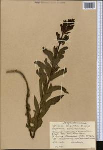 Veronica longifolia L., Middle Asia, Western Tian Shan & Karatau (M3) (Kyrgyzstan)