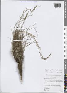 Deschampsia cespitosa subsp. cespitosa, Siberia, Russian Far East (S6) (Russia)