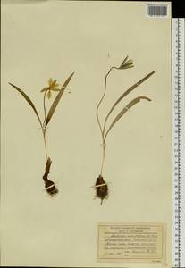 Tulipa uniflora (L.) Besser ex Baker, Siberia, Central Siberia (S3) (Russia)