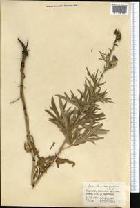 Aconitum soongoricum Stapf, Middle Asia, Western Tian Shan & Karatau (M3) (Kyrgyzstan)