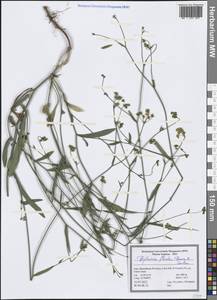 Bupleurum flexile Bornm. & Gauba, South Asia, South Asia (Asia outside ex-Soviet states and Mongolia) (ASIA) (Iran)
