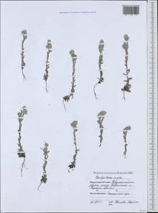 Bombycilaena erecta (L.) Smoljan., Caucasus, Black Sea Shore (from Novorossiysk to Adler) (K3) (Russia)