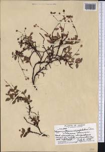 Persicaria capitata (Buch.-Ham. ex D. Don) H. Gross, America (AMER) (United States)