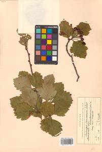 Crataegus maximowiczii C. K. Schneid., Siberia, Russian Far East (S6) (Russia)