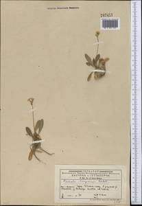 Primula longiscapa Ledeb., Middle Asia, Northern & Central Tian Shan (M4) (Kazakhstan)
