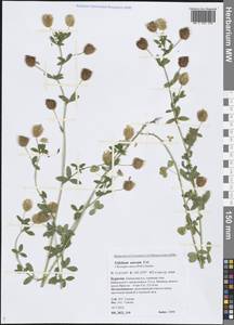 Trifolium aureum Pollich, Siberia, Baikal & Transbaikal region (S4) (Russia)