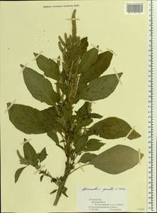 Amaranthus powellii S. Watson, Eastern Europe, Central forest-and-steppe region (E6) (Russia)