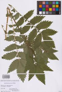 Agrimonia procera Wallr., Eastern Europe, Western region (E3) (Russia)