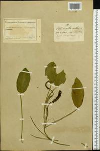 Potamogeton natans L., Siberia, Altai & Sayany Mountains (S2) (Russia)