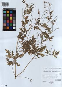 KUZ 000 097, Geranium robertianum L., Siberia, Altai & Sayany Mountains (S2) (Russia)