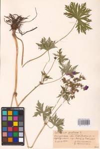 Geranium pratense L., Eastern Europe, Central region (E4) (Russia)