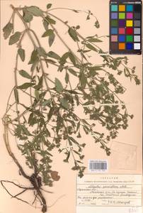 MHA 0 155 700, Nepeta ucranica subsp. parviflora (M.Bieb.) M.Masclans de Bolos, Eastern Europe, North Ukrainian region (E11) (Ukraine)
