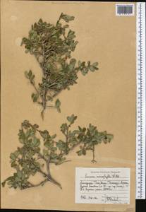 Lonicera microphylla Willd. ex Roem. & Schult., Middle Asia, Western Tian Shan & Karatau (M3) (Kyrgyzstan)