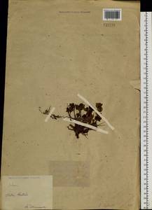 Phedimus hybridus (L.) 't Hart, Siberia, Western (Kazakhstan) Altai Mountains (S2a) (Kazakhstan)