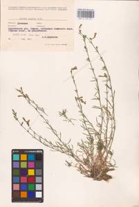 Silene supina M.Bieb., Eastern Europe, South Ukrainian region (E12) (Ukraine)
