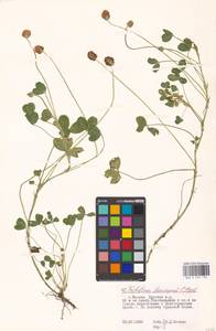 Trifolium fragiferum subsp. bonannii (C.Presl)Sojak, Eastern Europe, Moscow region (E4a) (Russia)
