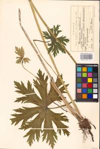 Geranium pratense L., Eastern Europe, Moscow region (E4a) (Russia)