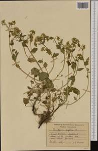 Cochlearia anglica L., Western Europe (EUR) (United Kingdom)