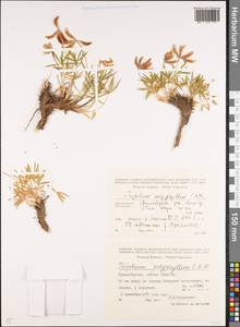 Trifolium polyphyllum C.A.Mey., Caucasus, Stavropol Krai, Karachay-Cherkessia & Kabardino-Balkaria (K1b) (Russia)