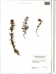 Chamaenerion colchicum (Albov) Steinb., Caucasus, Stavropol Krai, Karachay-Cherkessia & Kabardino-Balkaria (K1b) (Russia)