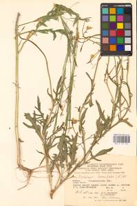 Diplotaxis tenuifolia (L.) DC., Eastern Europe, West Ukrainian region (E13) (Ukraine)