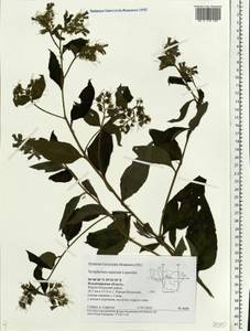 Symphytum asperum Lepech., Eastern Europe, Central region (E4) (Russia)