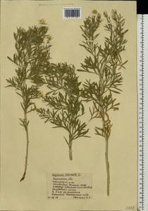 Peganum harmala L., Eastern Europe, South Ukrainian region (E12) (Ukraine)