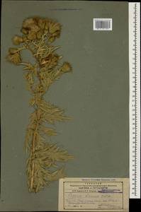 Cirsium aduncum Fisch. & C. A. Mey. ex DC., Caucasus, Armenia (K5) (Armenia)