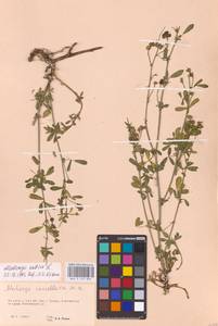 Medicago sativa L., Eastern Europe, Eastern region (E10) (Russia)