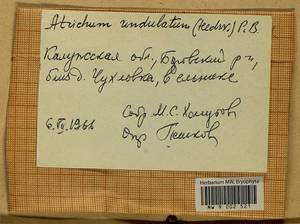 Atrichum undulatum (Hedw.) P. Beauv., Bryophytes, Bryophytes - Middle Russia (B6) (Russia)