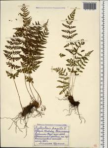 Cystopteris fragilis (L.) Bernh., Caucasus, Stavropol Krai, Karachay-Cherkessia & Kabardino-Balkaria (K1b) (Russia)