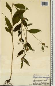 Carpesium cernuum L., Caucasus, Armenia (K5) (Armenia)