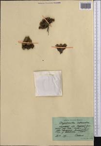 Potentilla tetrandra (Bunge) Bunge ex Hook. fil., Middle Asia, Northern & Central Tian Shan (M4) (Kyrgyzstan)