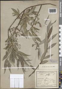 Salix alba L., Eastern Europe, Lower Volga region (E9) (Russia)