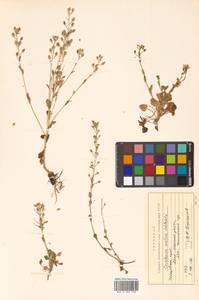 Cochlearia groenlandica L., Siberia, Russian Far East (S6) (Russia)