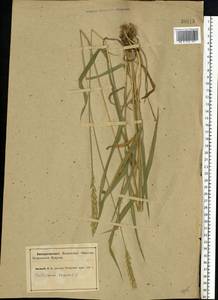Elymus repens (L.) Gould, Eastern Europe, Northern region (E1) (Russia)