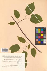 Actinidia kolomikta (Maxim. & Rupr.) Maxim., Siberia, Russian Far East (S6) (Russia)