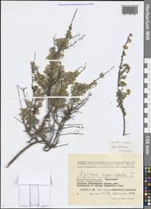 Spiraea hypericifolia L., Eastern Europe, Lower Volga region (E9) (Russia)