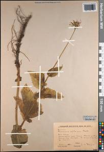 Doronicum altaicum Pall., Siberia, Altai & Sayany Mountains (S2) (Russia)