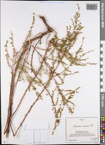 Artemisia arenaria DC., Eastern Europe, Central forest-and-steppe region (E6) (Russia)