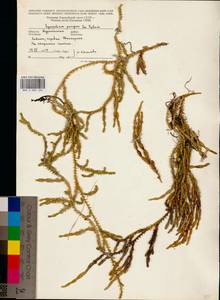 Spinulum annotinum subsp. dubium (Zoëga) J.H.Xue, Chepinoga & K.P.Ma, Eastern Europe, Northern region (E1) (Russia)