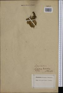 Silene acaulis (L.) Jacq., Western Europe (EUR) (Austria)