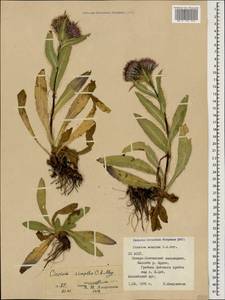 Cirsium simplex C. A. Mey., Caucasus, North Ossetia, Ingushetia & Chechnya (K1c) (Russia)