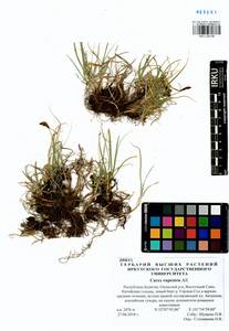 Carex rupestris All., Siberia, Baikal & Transbaikal region (S4) (Russia)