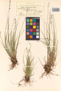 Carex lapponica O.Lang, Siberia, Russian Far East (S6) (Russia)